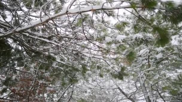 Neve che cade al rallentatore, fiocchi vorticosi e alla deriva su uno sfondo di abeti rossi e pini con rami innevati. Stagione invernale, Natale e capodanno . — Video Stock