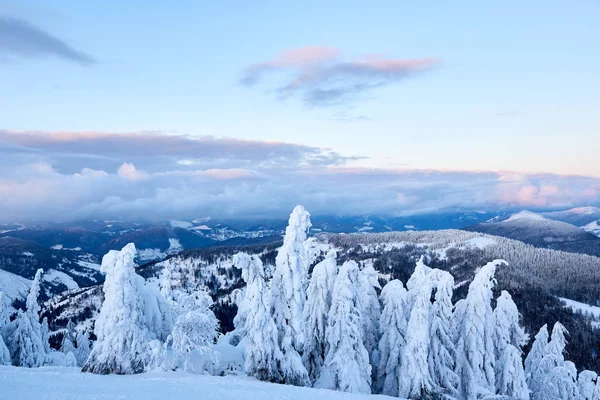 Llanta de invierno y árboles de abeto cubiertos de nieve ramas en la ladera de la montaña en el fondo del cielo azul al amanecer. Pinos después de fuertes nevadas en las montañas al atardecer. Backcountry estación de esquí paisaje helado . — Foto de Stock