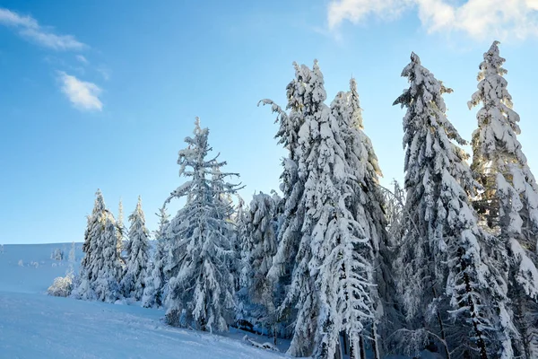 Llanta de invierno y árboles de abeto cubiertos de nieve ramas en la ladera de la montaña en el fondo del cielo azul al amanecer. Pinos después de fuertes nevadas en las montañas al atardecer. Backcountry estación de esquí paisaje helado . — Foto de Stock