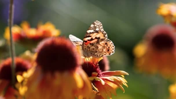 Gyönyörű pillangó beporzó virágok hélénium, calendula és echinacea. Festett hölgy narancsszínű csillagvirággal, nektárt eszik. Gaillardia vagy venidium szirmok makro lövés. — Stock videók