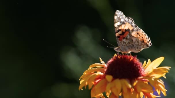 Gyönyörű pillangó beporzó virágok hélénium, calendula és echinacea. Festett hölgy narancsszínű csillagvirággal, nektárt eszik. Gaillardia vagy venidium szirmok makro lövés. — Stock videók