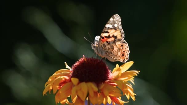 Piękny motyl zapylający kwiaty helenium, Calendula i echinacea. Malowana dama na pomarańczowym kwiatku asteroidy jedząca nektar. Gaillardia lub płatki dziąseł makro shot. — Wideo stockowe