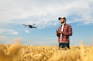 Küçük dron elinde uzaktan kumandayla çiftçinin önünde uçuyor. Çeyrek helikopter pilotun yanında uçuyor. Agronomist buğday tarlasında hava fotoğrafları ve videolar çekiyor
