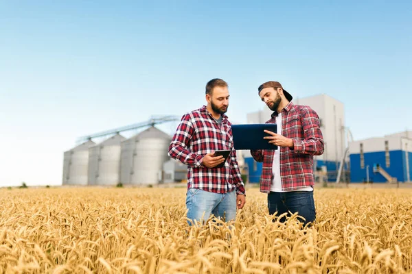 Dva farmáři stojí na pšeničném poli s tabletou. Agronomové diskutují sklizeň a plodiny mezi ušima pšenice s obilným terminálem výtah na pozadí — Stock fotografie