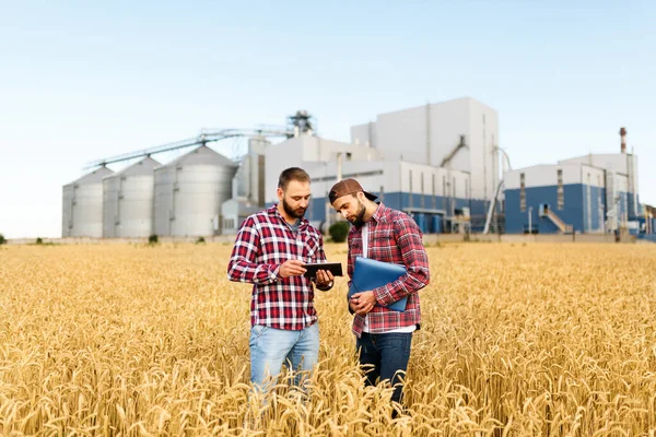 Dois agricultores estão em um campo de trigo com tablet. Agronomistas discutem colheita e culturas entre espigas de trigo com elevador terminal de grãos em segundo plano — Fotografia de Stock
