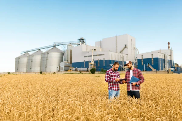 Dois agricultores estão em um campo de trigo com tablet. Agronomistas discutem colheita e culturas entre espigas de trigo com elevador terminal de grãos em segundo plano — Fotografia de Stock