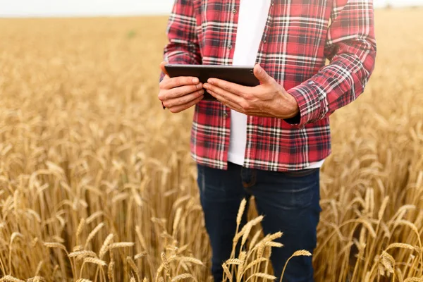 Chytré hospodaření pomocí moderních technologií v zemědělství. Muž agronom farmář s digitálním tabletový počítač v pšeničné pole pomocí aplikace a internet, Selektivní ostření — Stock fotografie