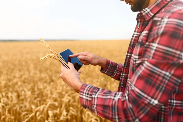Przy użyciu nowoczesnych technologii w rolnictwie inteligentne rolnictwo. Człowiek agronom rolnik z cyfrowy tablicowy komputer w polu pszenicy, przy użyciu aplikacji i Internetu, Selektywny fokus — Zdjęcie stockowe