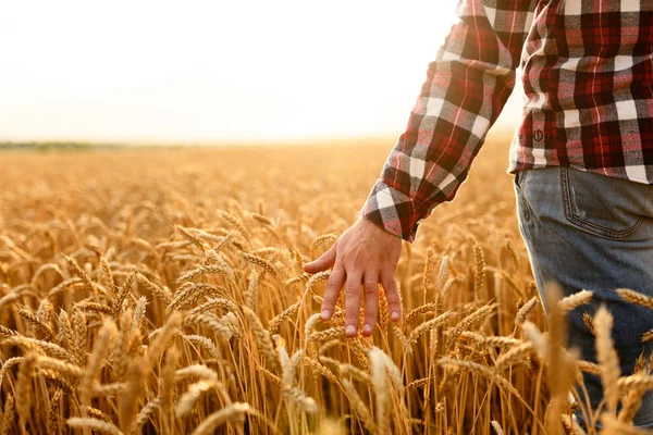 Agricultor tocando sua colheita com a mão em um campo de trigo dourado. Colheita, conceito de agricultura biológica — Fotografia de Stock