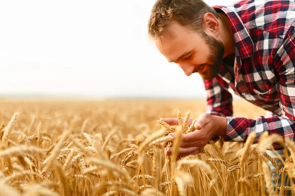 Sonriente hombre sosteniendo espigas de trigo sobre un fondo un campo de trigo. Feliz agricultor agrónomo se preocupa por su cosecha para la rica cosecha en la puesta del sol — Foto de Stock