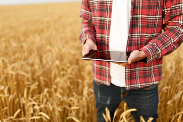 Przy użyciu nowoczesnych technologii w rolnictwie inteligentne rolnictwo. Człowiek agronom rolnik z cyfrowy tablicowy komputer w polu pszenicy, przy użyciu aplikacji i Internetu, Selektywny fokus — Zdjęcie stockowe