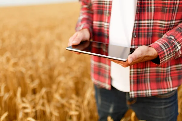 Chytré hospodaření pomocí moderních technologií v zemědělství. Muž agronom farmář s digitálním tabletový počítač v pšeničné pole pomocí aplikace a internet, Selektivní ostření — Stock fotografie