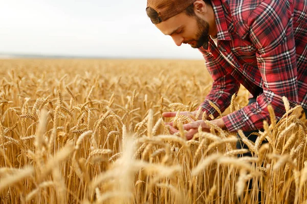 Uśmiechnięty brodaty mężczyzna trzymający kłosy pszenicy na tle pola pszenicy. Szczęśliwy rolnik agronomiczny dba o swoje plony dla bogatych zbiorów po zachodzie słońca — Zdjęcie stockowe