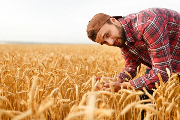 Homem barbudo sorridente que mantém orelhas de trigo em um contexto um campo de trigo. agricultor agrônomo feliz se preocupa com sua cultura para a colheita rica no pôr do sol — Fotografia de Stock