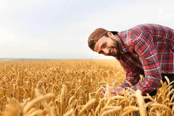 Uśmiechnięty brodaty mężczyzna trzymający kłosy pszenicy na tle pola pszenicy. Szczęśliwy rolnik agronomiczny dba o swoje plony dla bogatych zbiorów po zachodzie słońca — Zdjęcie stockowe
