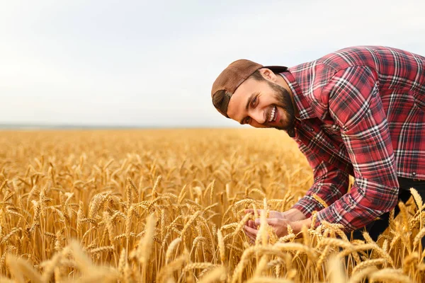 Uśmiechnięty brodaty mężczyzna trzymający kłosy pszenicy na tle pola pszenicy. Szczęśliwy rolnik agronomiczny dba o swoje plony dla bogatych zbiorów po zachodzie słońca — Zdjęcie stockowe