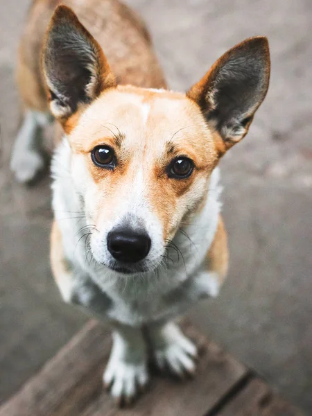 Sevimli küçük köpek kameraya inquiringly arıyorsunuz.