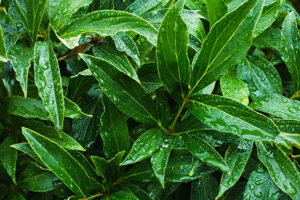 Lövverk bakgrund med gröna blad av pion efter regn. — Stockfoto