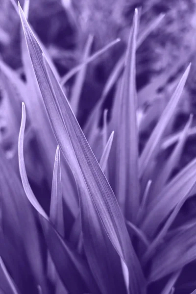 Абстрактные листья фона окрашены в ультрафиолетовый цвет . — стоковое фото
