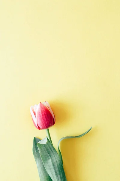 Tulipán sobre fondo amarillo —  Fotos de Stock