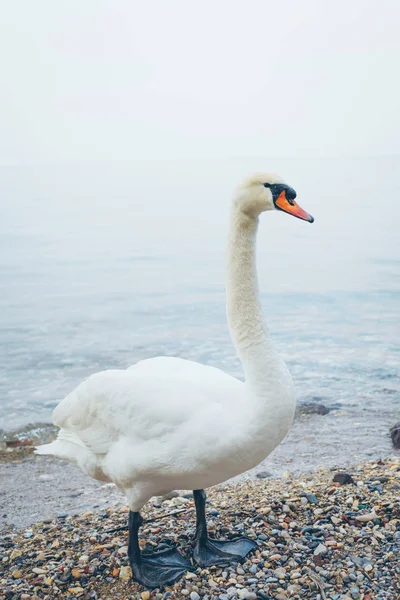 Cisne branco no mar . — Fotografia de Stock