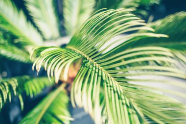 Palmiye yaprakları güneş ışığı altında.