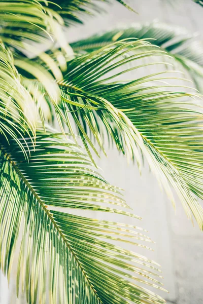Folhas de palma à luz do sol . — Fotografia de Stock