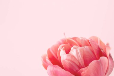 güzel pembe çiçek.