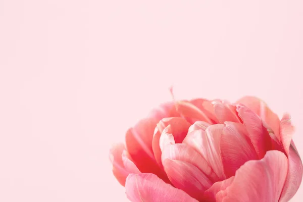 Piękny różowy kwiat. — Zdjęcie stockowe