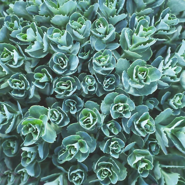 Nature background with succulent. — Stock Photo, Image