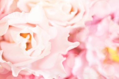 Pembe Eustoma çiçeğinin yakın görüntüsü.