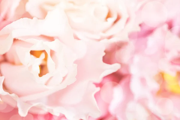 Widok z bliska różowy kwiat eustoma. — Zdjęcie stockowe