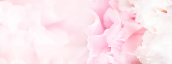 Closeup view of pink eustoma flower. — Stock Photo, Image