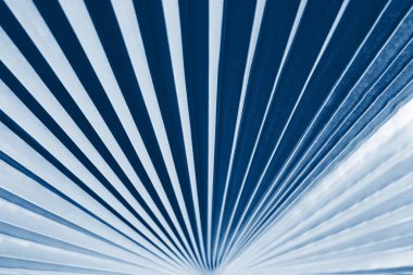 Klasik mavi tonda, palmiye yaprağı dokusu.