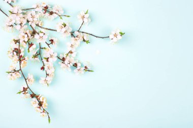 Mavi arka planda açan çiçeklerin dalları.