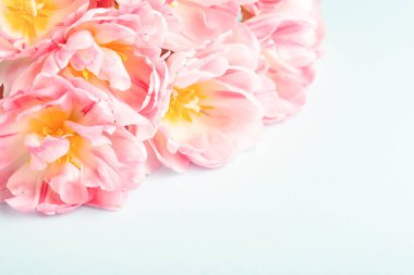 Mavi arka planda pembe laleler.