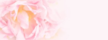 Yumuşak odak pembe çiçek.