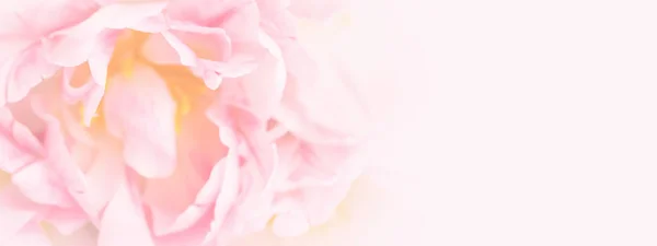 柔和的焦点粉红色的花. — 图库照片