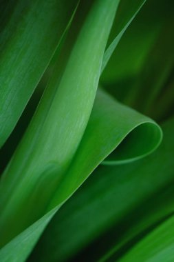 Doğal yeşil arkaplan.