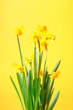 Yellow daffodil on yellow background.