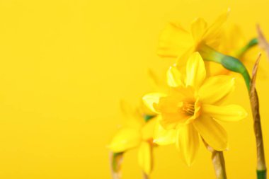 Yellow daffodil on yellow background.