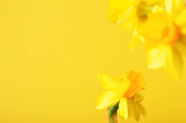 Yellow daffodil on yellow background.