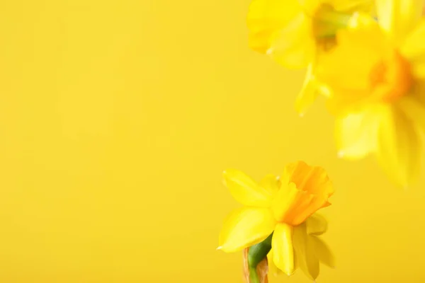 Narciso amarillo sobre fondo amarillo . — Foto de Stock