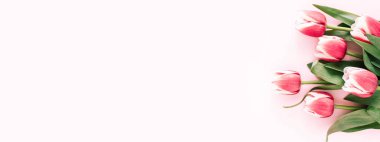 Pembe arka planda bir sürü lale..