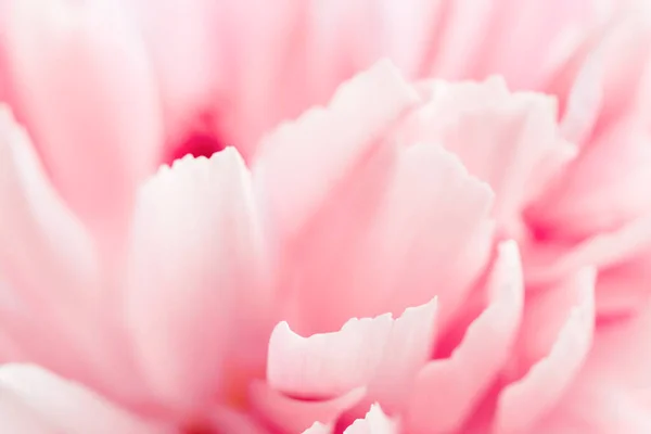 Macro view of pink peony flower. — Stock Photo, Image