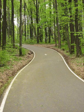 Ormanda yol