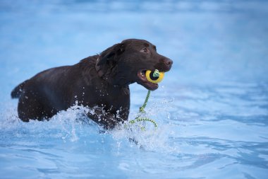 Köpek, kahverengi Labrador retriever topu yüzme havuzunda alma