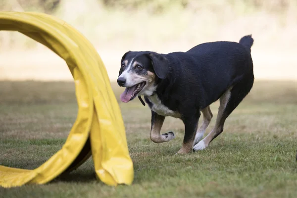 Perro, Appenzeller Sennenhund, agilidad de entrenamiento — Foto de Stock