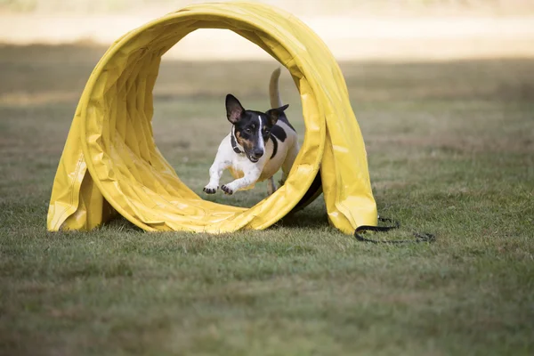Perro, Jack Russel Terrier, corriendo a través del túnel de agilidad — Foto de Stock