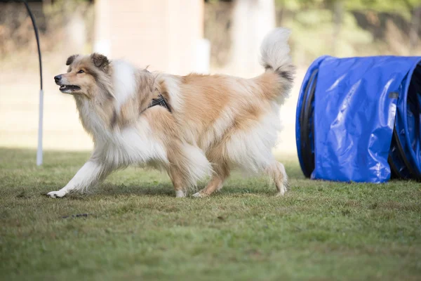 Hond, Schotse herdershond, opleiding hoopers — Stockfoto